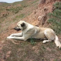 سگ در حیوانات