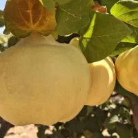 فروش به عمده|خوردنی و آشامیدنی|شیراز, شهرک یاس طلاییه|دیوار