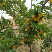 باغ ویلا تفت، شهر زیبای نیر