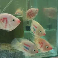 چانا فاهاکا پرت فلاورپیکاک پولی ردتیل پنکوسه شکاری|ماهی|مشهد, امیر|دیوار