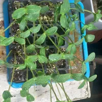 نشا خیار بوته ای اصلاح شده ۲۵ تومن فقط و ریحان