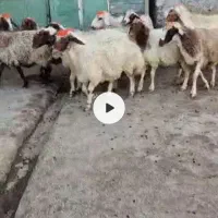 گوسفند لری آبستن شک و دو و سه بره|حیوانات مزرعه|پلدختر, |دیوار