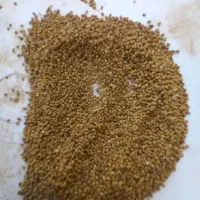 ۲۰۰کیلو تخم‌یونجه رنجر درجه یک