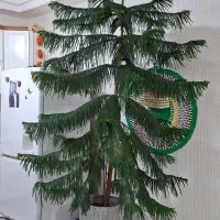 درختچه طبیعی|گل مصنوعی|سرپل ذهاب, |دیوار