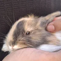 خرگوش لوپ (دو عدد)