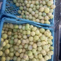 لیمو آبگیری