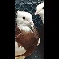 فروش فوری طوقی