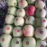 نهالستان سامین نهال|خدمات باغبانی و درختکاری|ارومیه, |دیوار