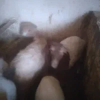 ۳عددبره کوچک بابزغاله کیلوی۷۰۰