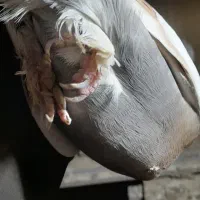 یه جفت تهرانی|پرنده|دماوند, دماوند|دیوار