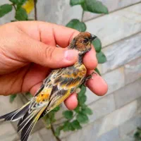 سهره گلبسر قناری به شرط نر همه قواره دار|پرنده|قم, شاه ابراهیم|دیوار