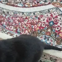 سگگ|سگ|جیرفت, |دیوار