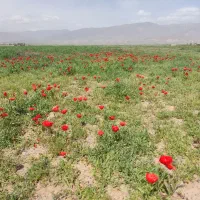 زمین-پردیس-دو-دانگ-از-شش-دانگ