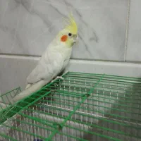 عروس هلندی|پرنده|قم, شهرک امام حسن|دیوار