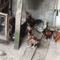 مرغ محلی تخم گذار ده عدد