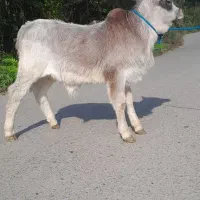 گوساله نر چالوسی گاو ورزا کوله|حیوانات مزرعه|فومن, |دیوار