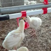 آبخوری نیپل مرغ بلدرچین جوجه جادونی جاآبی دانخوری