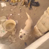 سگ قابل معاوضه باچی زی ک بدردم وخوره|سگ|کرمان, |دیوار