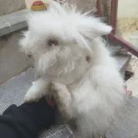 خرگوش|موش و خرگوش|زنجان, |دیوار