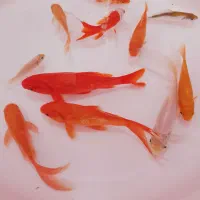 ماهی استخری