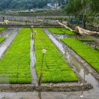 بانک نشا عبدالله زاده