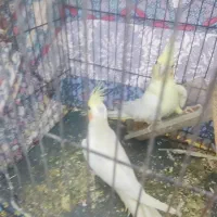 عروس هلندی لوتینیو|پرنده|بندر ماهشهر, |دیوار