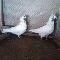 به تضمین(توضیحات حتما خوانده شود)