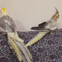 عروس هلندی|پرنده|مهاجران, |دیوار