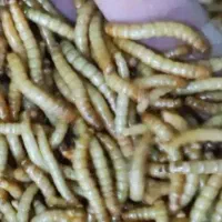 میلورم زنده