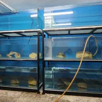 اکواریوم ۳طبقه|ماهی|مشهد, میعاد (شهرک غرب)|دیوار