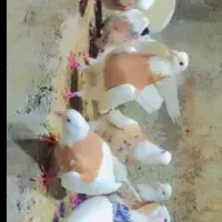 کبوتر طوقی|پرنده|کرمانشاه, |دیوار