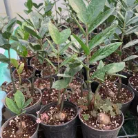 فروش ویژه گل به قیمت عمده|گل و گیاه طبیعی|سبزوار, امیر کبیر|دیوار