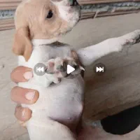 پوینتر انگلیس