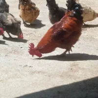 خروس ارزان
