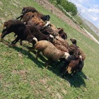 میش بره افشاری