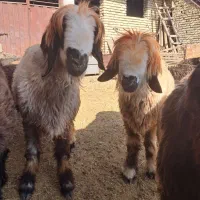 شیشک قوچ