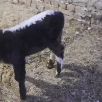 گاوگوشتی وگوساله شیری|حیوانات مزرعه|ضیاء آباد, |دیوار