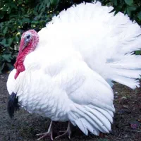 بوقلمون گوشت