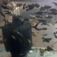 مولی گوپی حلزون|ماهی|پرند, فاز ۵|دیوار