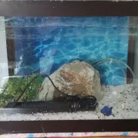 آکواریوم به همراه دماسنج ،بخاری و لوازم موجود