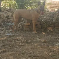 سگ ماده مالینویز