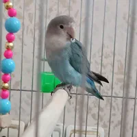 یک جفت طوطی برزیلی کوتوله