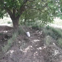 فروش باغ|فروش زمین و ملک کلنگی|سامن, |دیوار