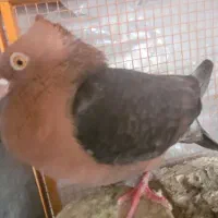 یک جفت کبوتر نقش آرشینگل|پرنده|ابریشم, |دیوار