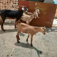 دوتا لز مطافیل سلاله