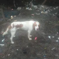 توله شکاری اموزشی کار بلد حرف گوش کن