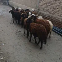 بره ماده شیشک افشار|حیوانات مزرعه|بروجرد, |دیوار