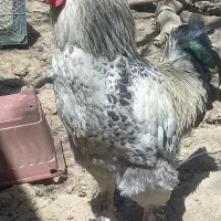 خروس برهما امپراتور وتخم مرغ برهما