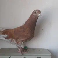طوقی جوجه