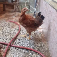مرغ جوان